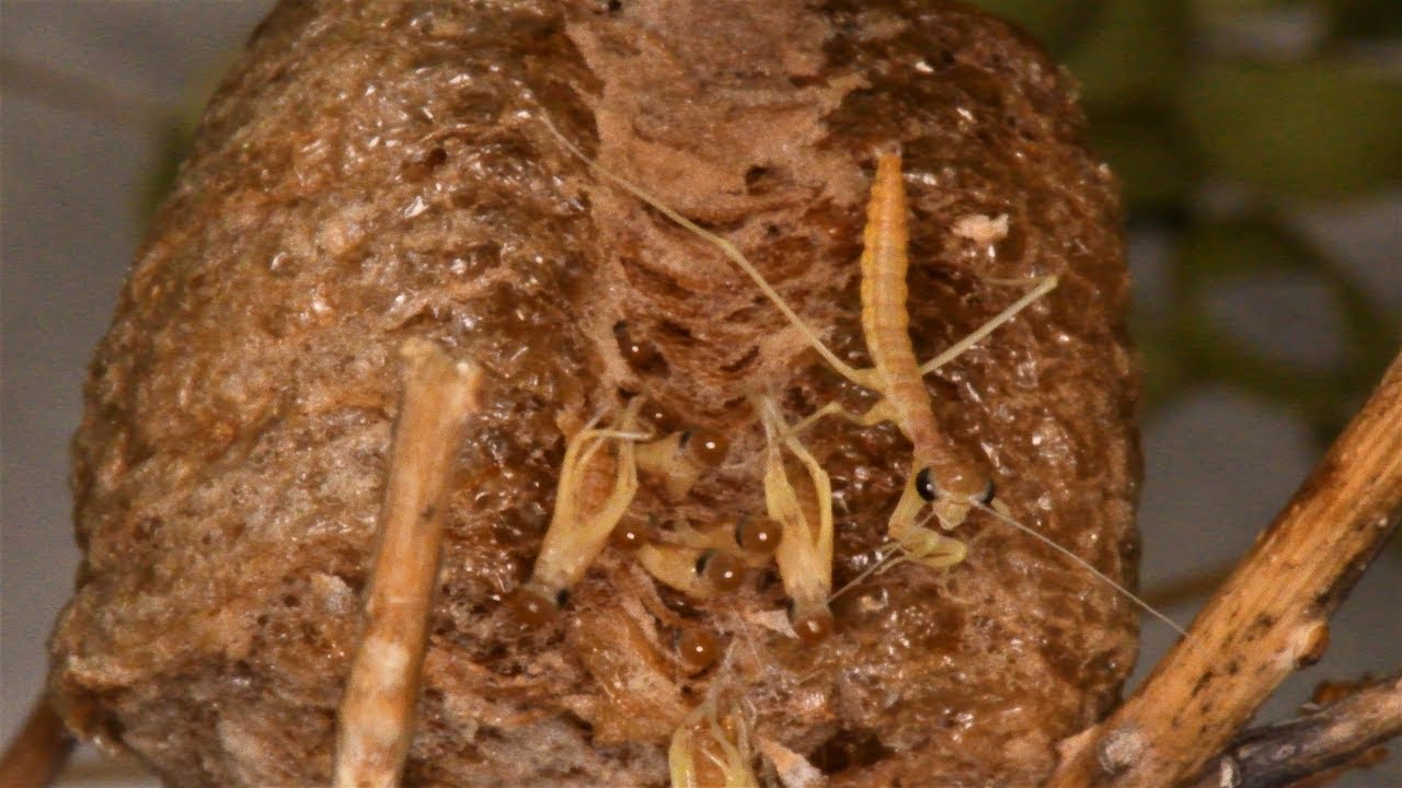 Praying Mantises Hatch And Emerge From Cocoon