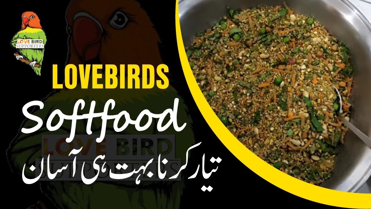 Soft Food For Lovebirds| Practical Preparation and Guidelines About Vitamins and Calcium