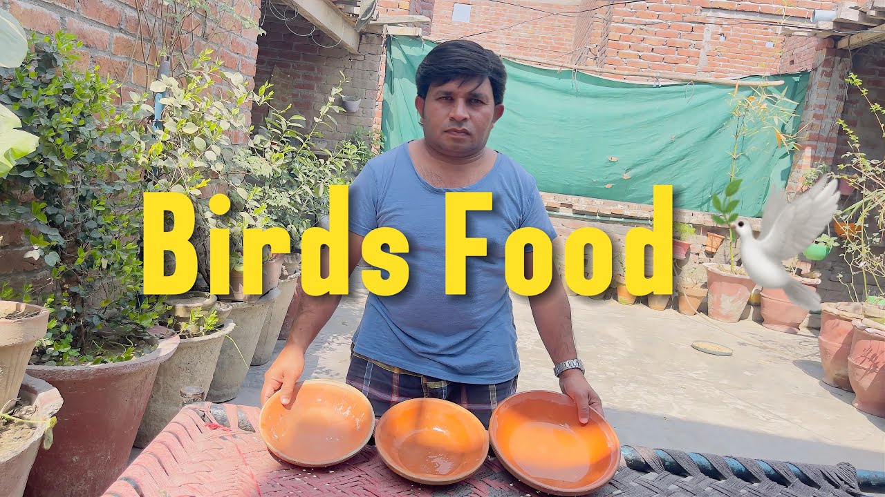 Birds food