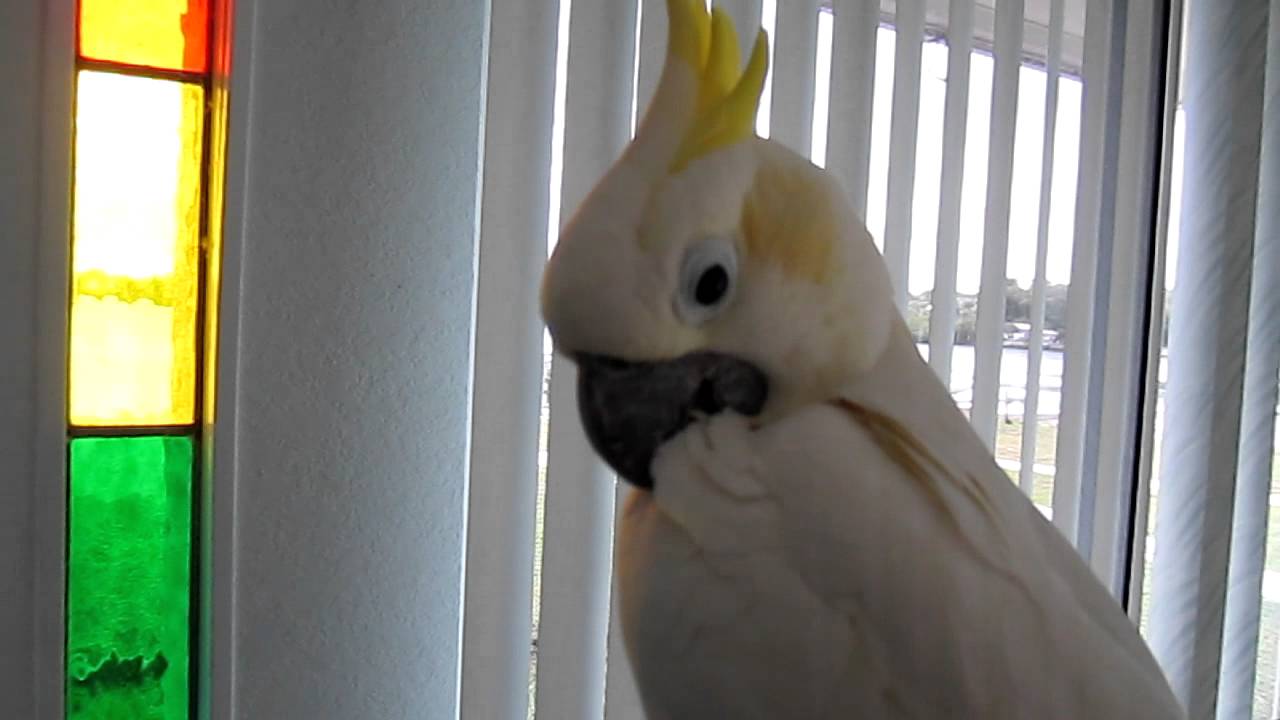 Talking Sulphur Crested Cockatoo