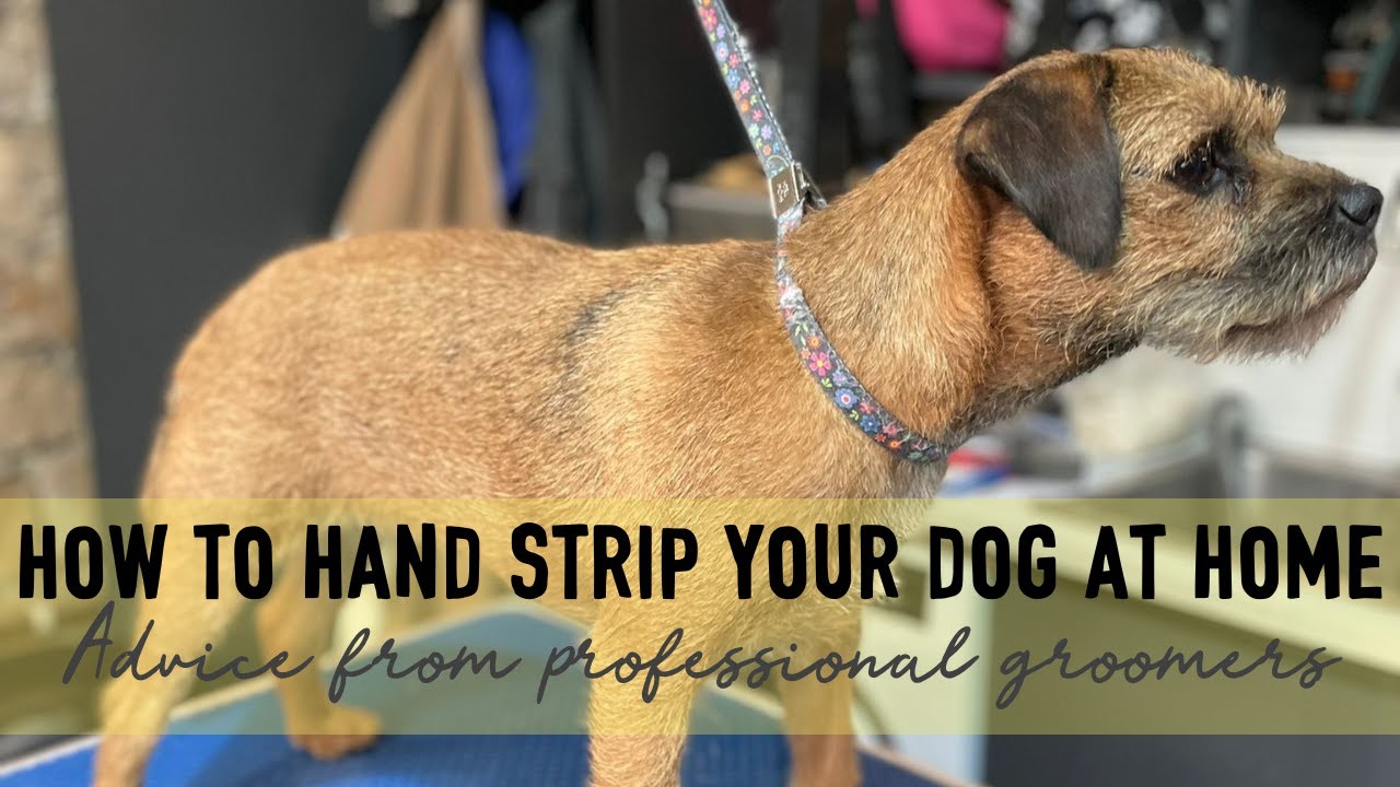How to Hand Strip your Wire Haired Dog | Advice from a Professional Groomer