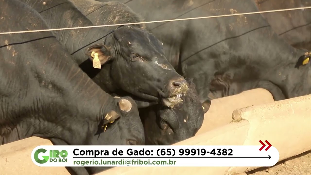 NOVILHADA NELORE ULTRAPASSA 17 ARROBAS EM MATO GROSSO; CONFIRA