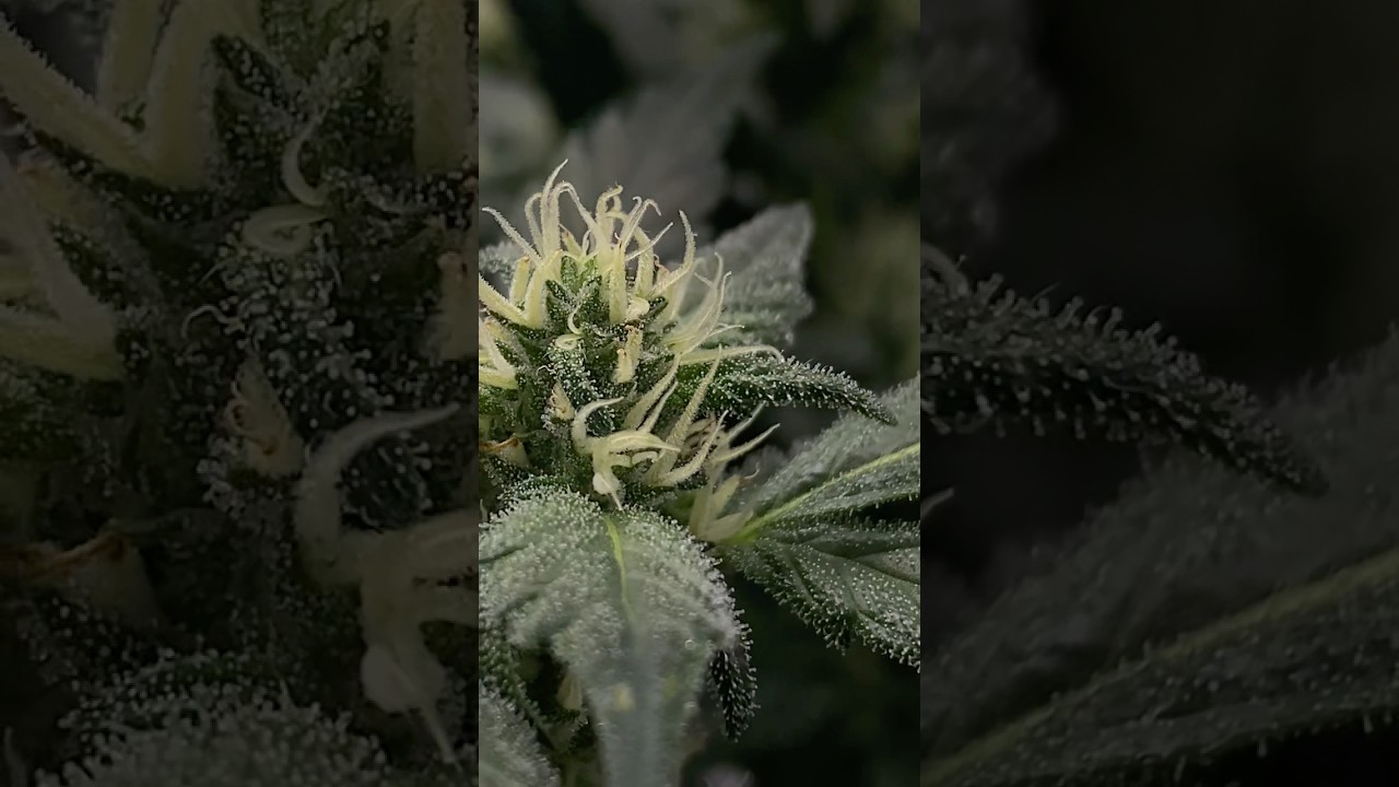 K-MINTZ AUTO BY RIPPER SEEDS  #viralshorts
