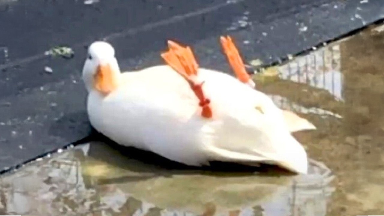It's TIME for SUPER LAUGH!   Best FUNNY ANIMAL videos