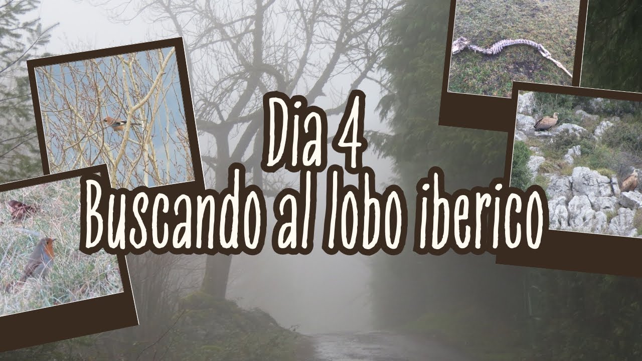 Día 4 y 5 buscando al lobo ibérico 