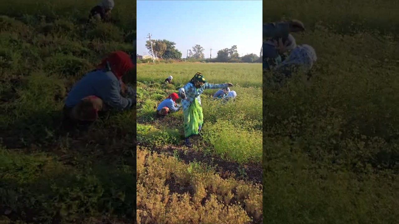 Farmer🧑&zwj;🌾 Farm Work 🌾 Indian Farmer 🔥#agriculture #satisfying #shot #farming #farmlife #farmerslife