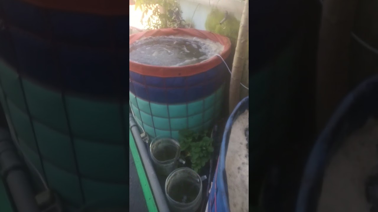 Nila sistem bioflok aerator jebo p50 untuk 2 kolam ukuran d1 #bioflok