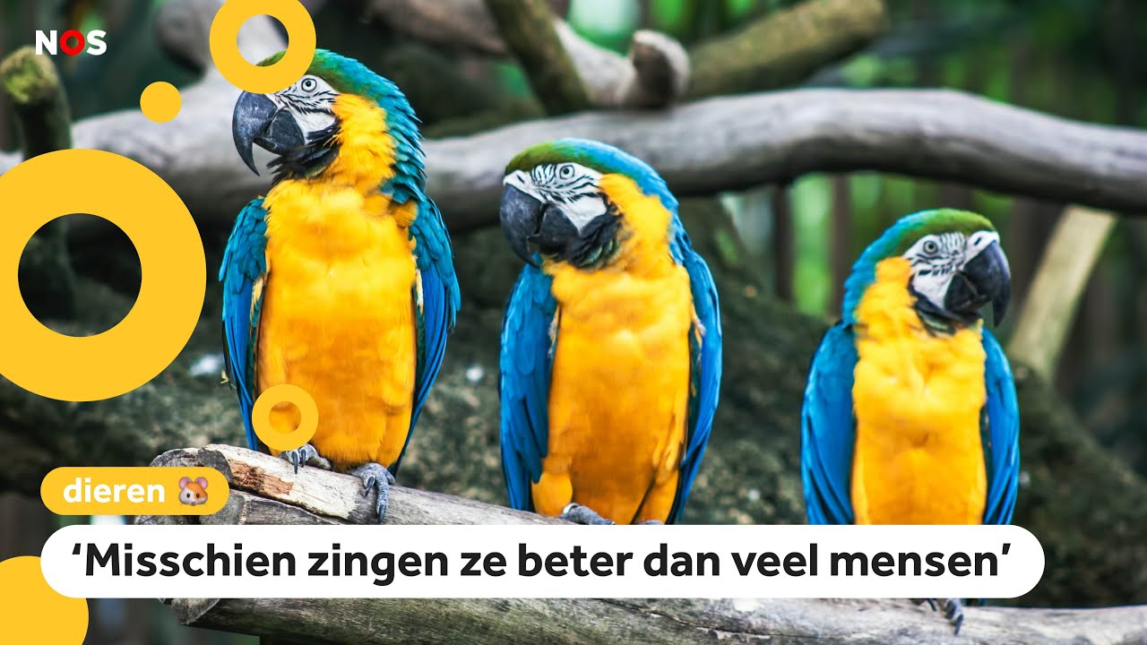 Gezocht! Zingende papegaaien voor onderzoek
