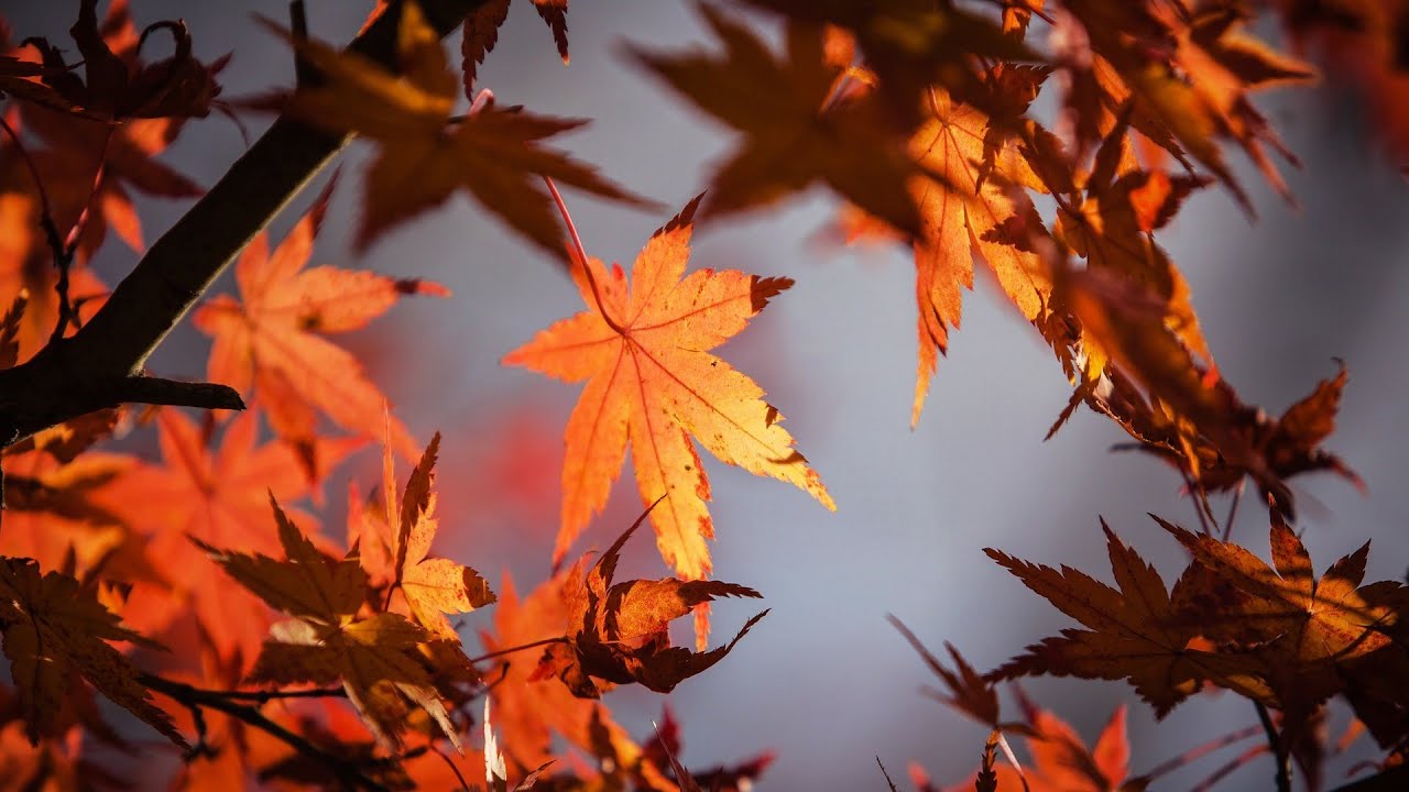 Rumori dell’Autunno, Suono delle Foglie, Atmosfera Autunnale Rilassante, Dormire nella Natura, Relax