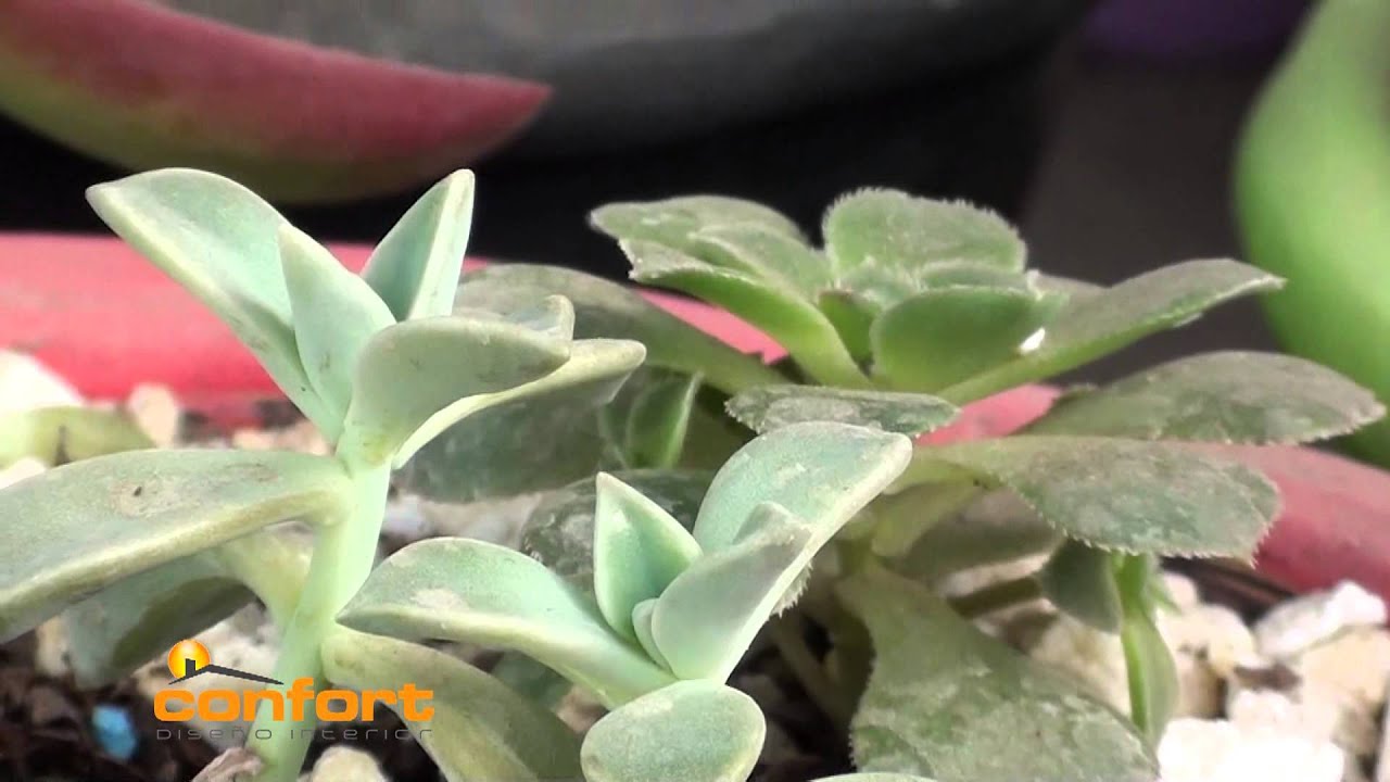 VIVERO ALEGRÍA - Plantas Suculentas o Crasas