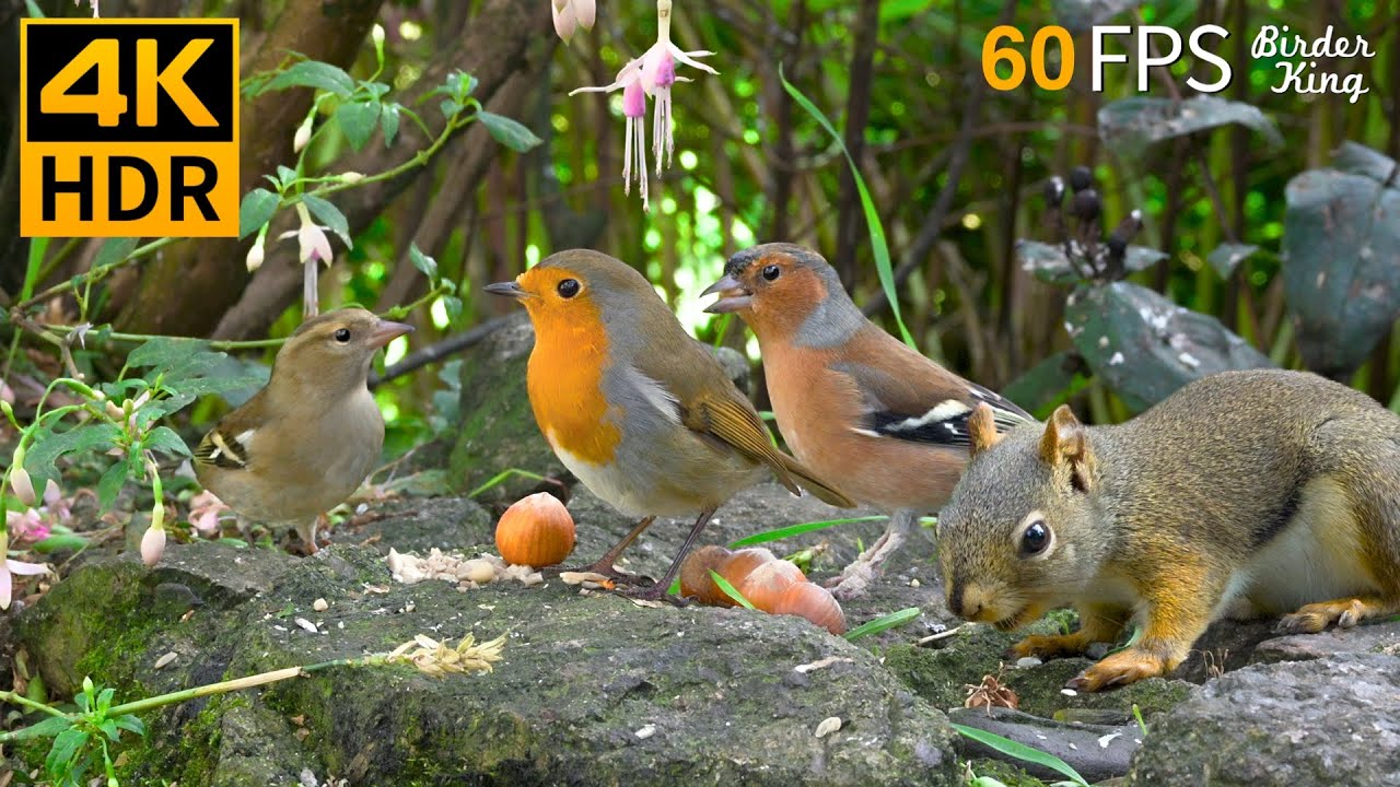 КОШКА ТВ 😺🐦 Летние забавы с милыми птицами и белками 🐿 4K HDR