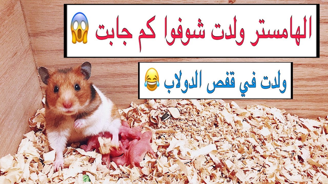 ولادة الهامستر عدد كبير 😍 وتطور مذهل للصغار خلال 8 ايام فقط | The birth of hamsters | Mohamed Vlog