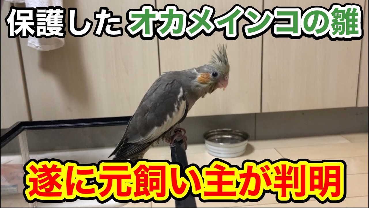 【ご報告】保護したオカメインコの元飼い主がついに判明しました