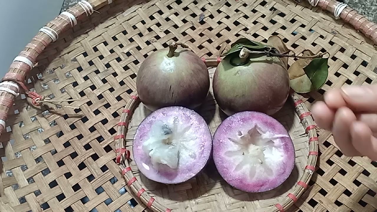 TÁC HẠI CỦA QUẢ VÚ SỮA , BẠN NÊN BIẾT.