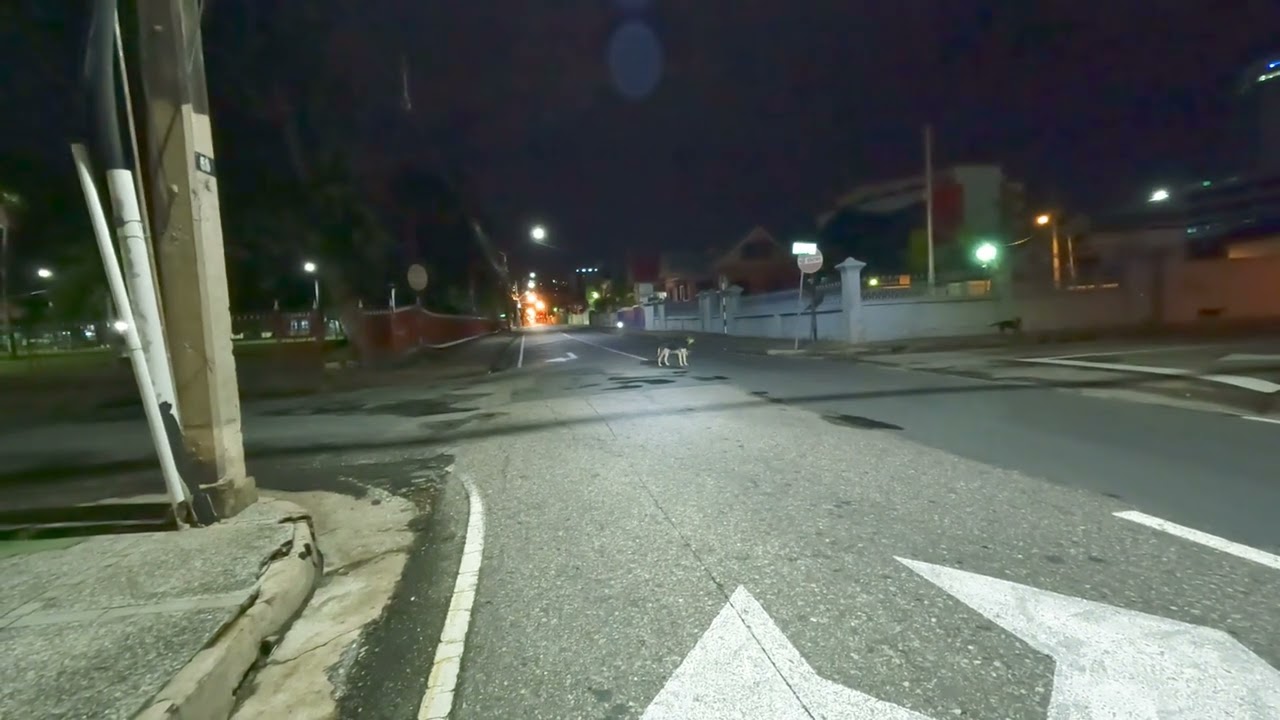Stray Dogs Problem in Port of Spain, Trinidad