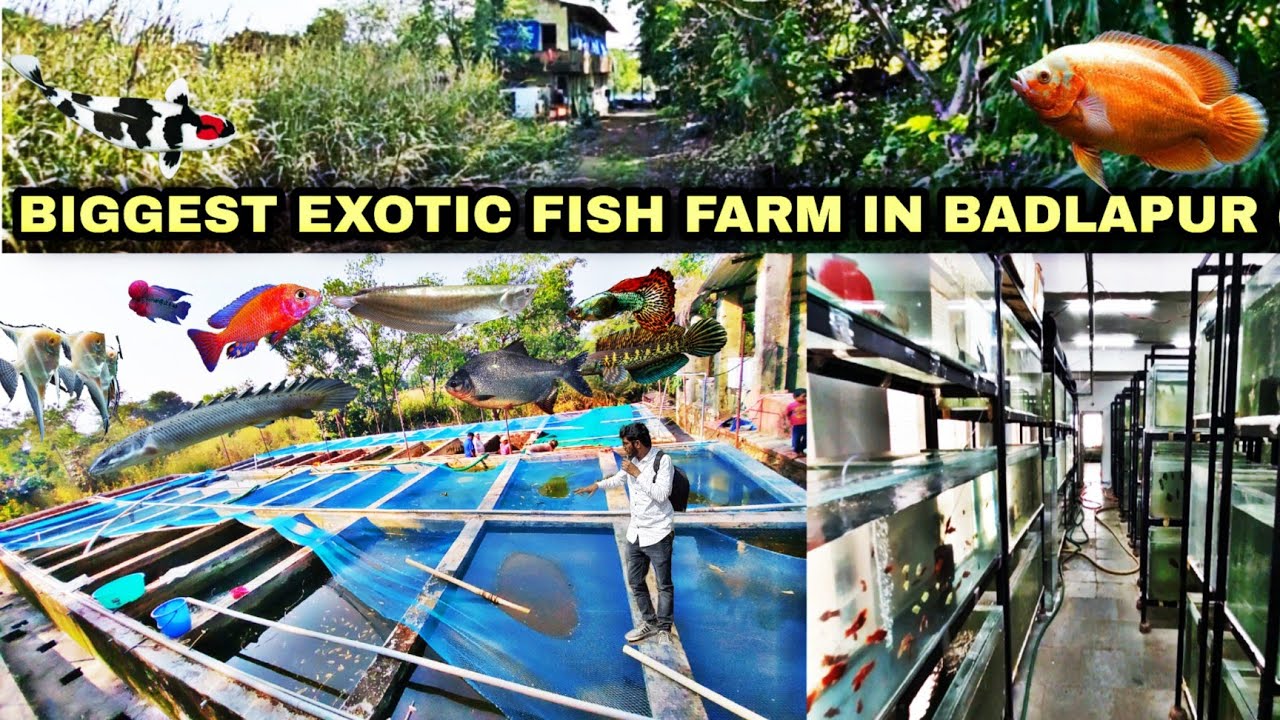 Biggest Exotic Fish Farm Visit , Oscar ,Tetras ,Neons , Arowana ,Koi Farm | Badlapur Maharashtra