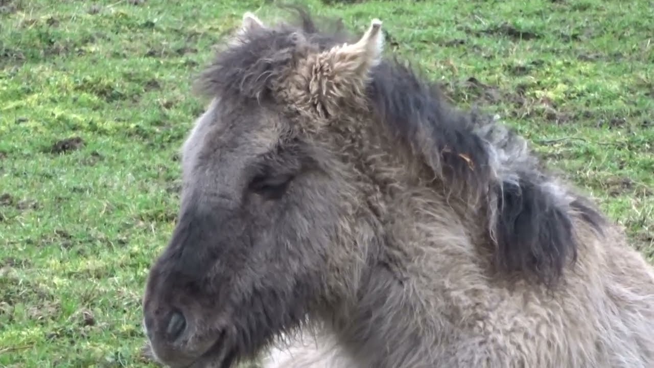 Konik Pferd Koniks Wildpferd Wildpferde Herde Pferde Geltinger Birk Pferdchen pony ponys Fohlen