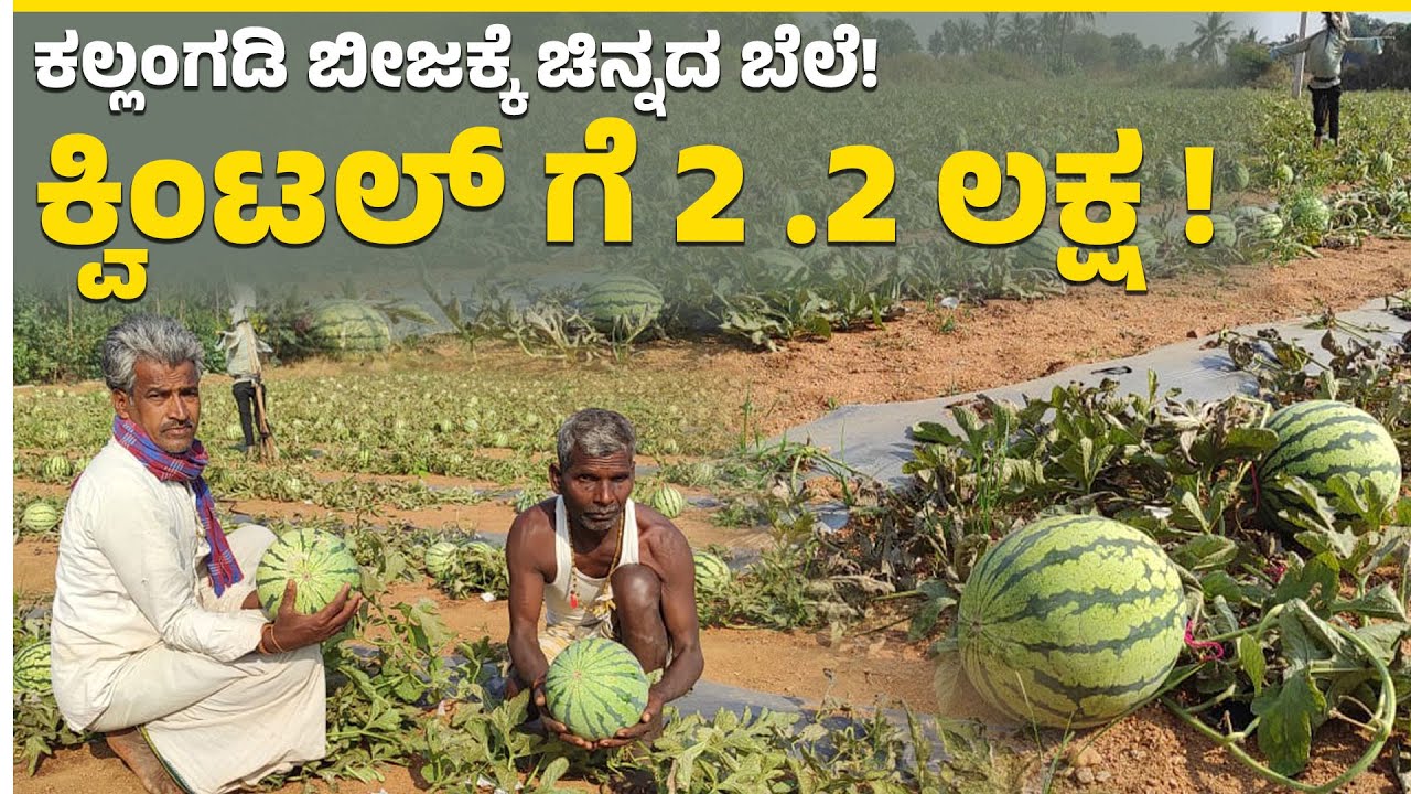 ಕೊಪ್ಪಳ: ಕಲ್ಲಂಗಡಿ ಬೀಜದಿಂದ ಲಕ್ಷಾಂತರ ರೂ. ಆದಾಯ | Watermelon Seed Farming Brings Big Profit
