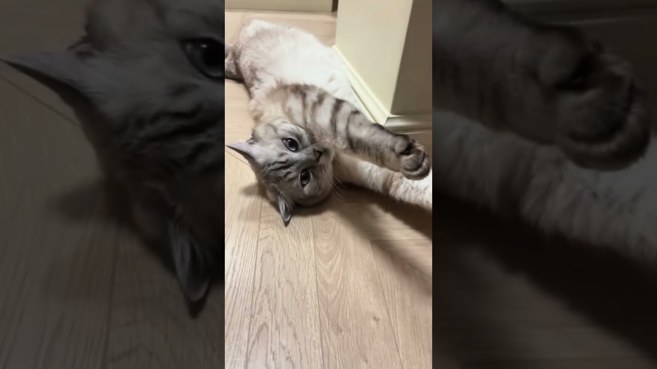 Кошачьи опасности восьмого марта.