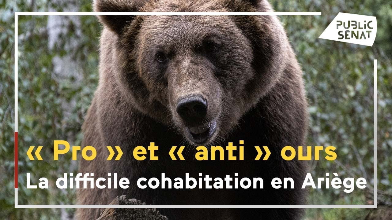 Ariège : une cohabitation impossible avec l'ours ?