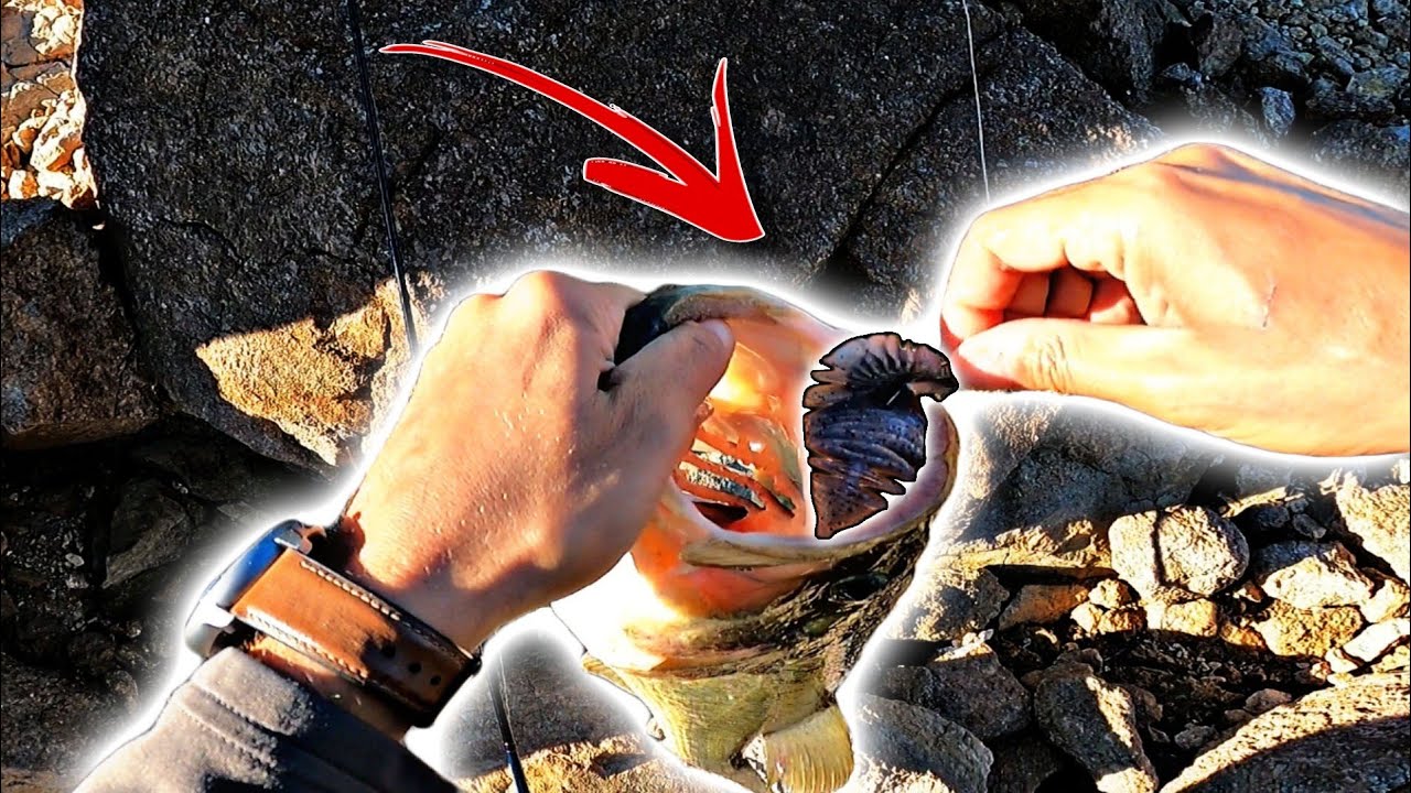 PESCO un GRAN BLACK BASS con ESTE SEÑUELO | PESCA desde ORILLA