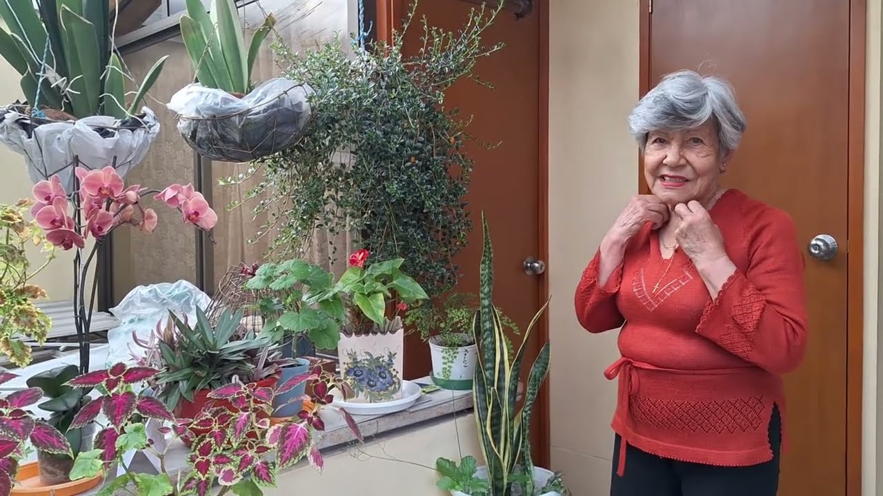 Plantas y flores hermosas de Teresita