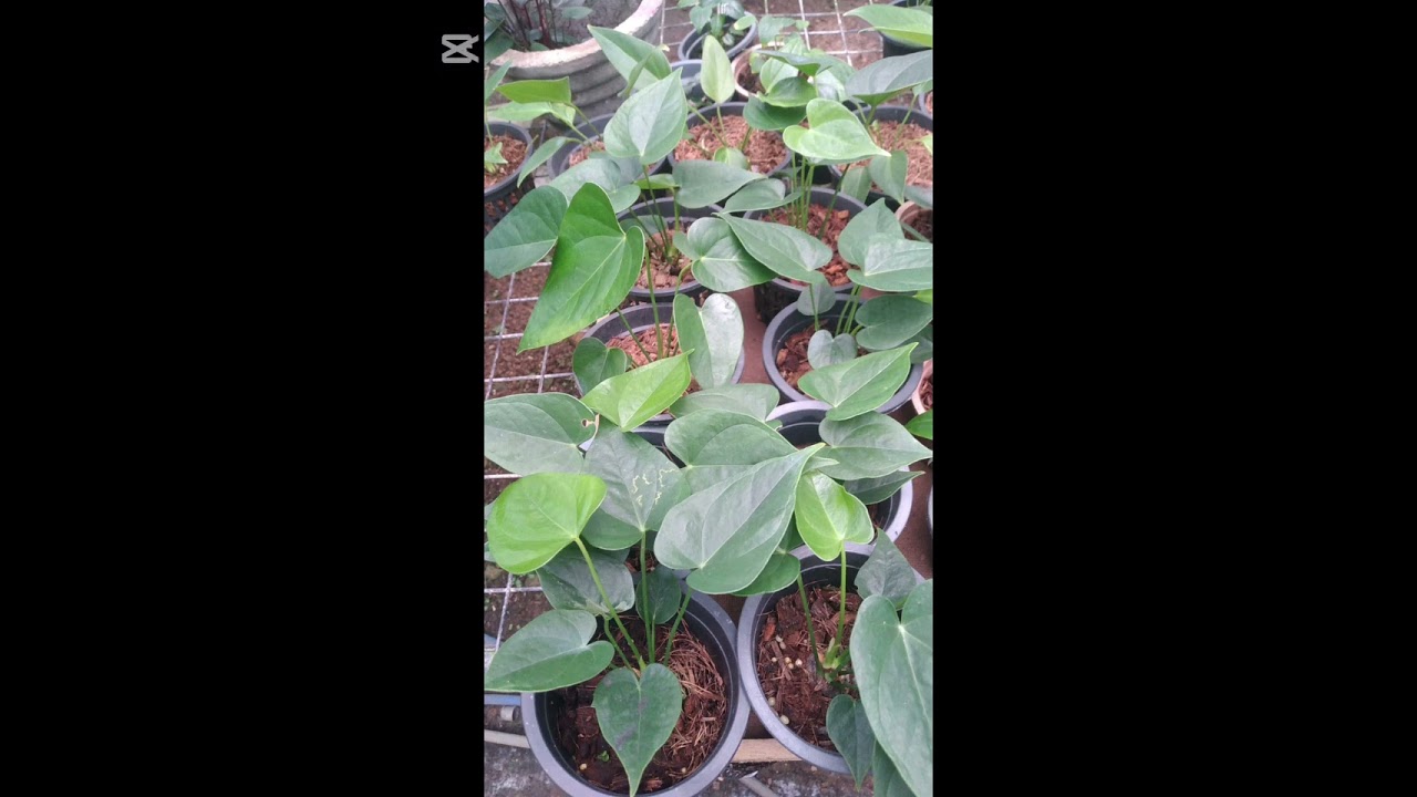 Coco ෆීට් වල මුල් වර්ධන ලද වර්ග 25 කට වැඩි ප්‍රමාණයකින් පැල පනහක් විසිදාහකට#0772106907 