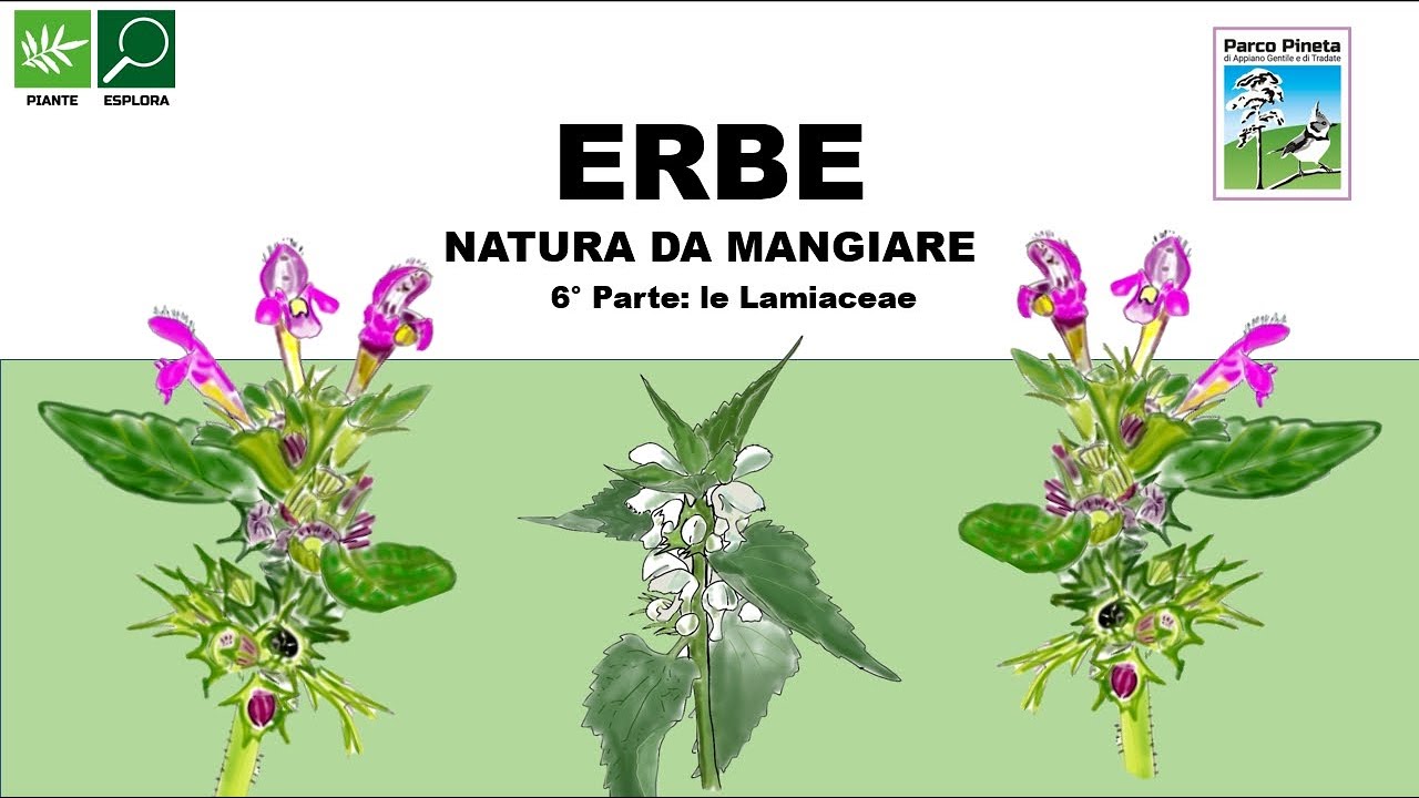 Erbe - Natura da mangiare 6: le Lamiaceae