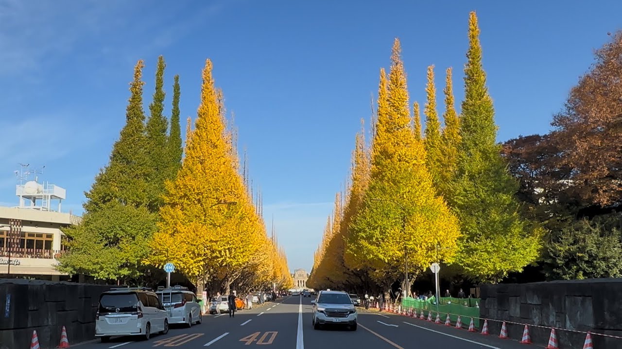 【4K ASMR】MUST-SEE Golden Tokyo! Gaienmae Ginkgo Avenue Walk → Olympic Stadium (Japan Travel)