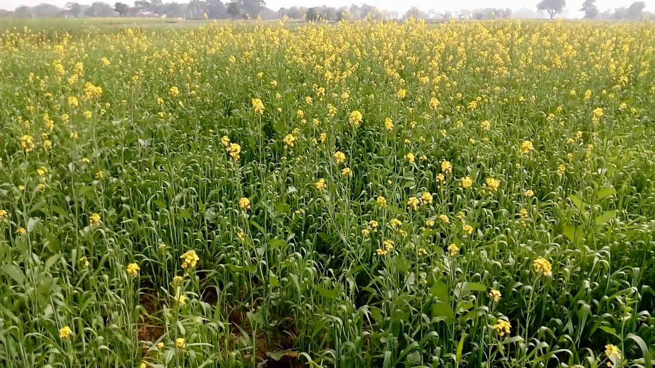 sarso ki kheti in punjab