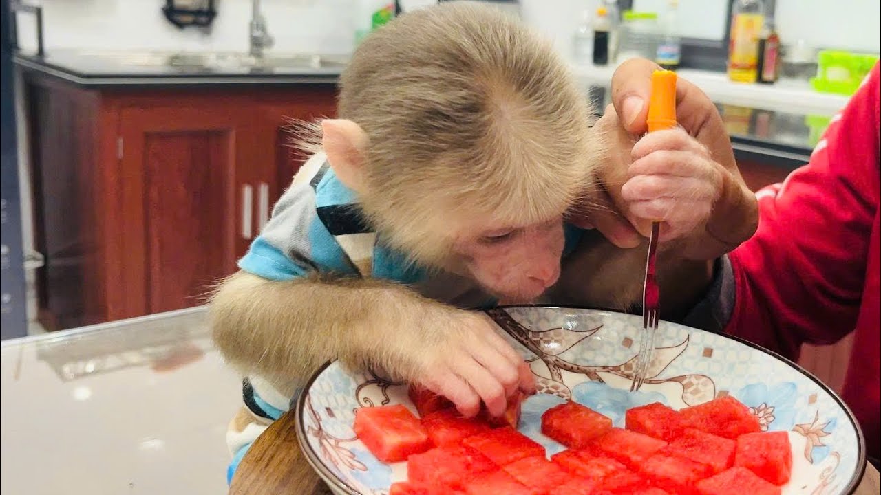 Uncle taught Rum monkey how to eat with a fork.