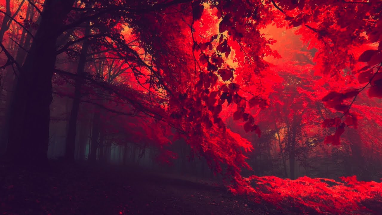 Autumn Forest Adventure 🍂 [Chill Autumn Lo-fi Hip-hop & Fall Lo-fi Hip-hop]