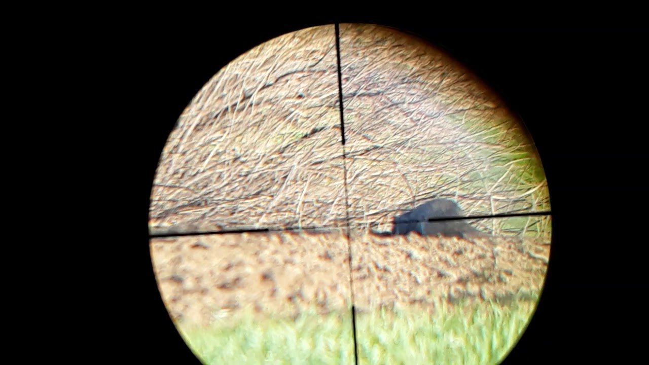 Hunting whit the umarex gauntlet. 22