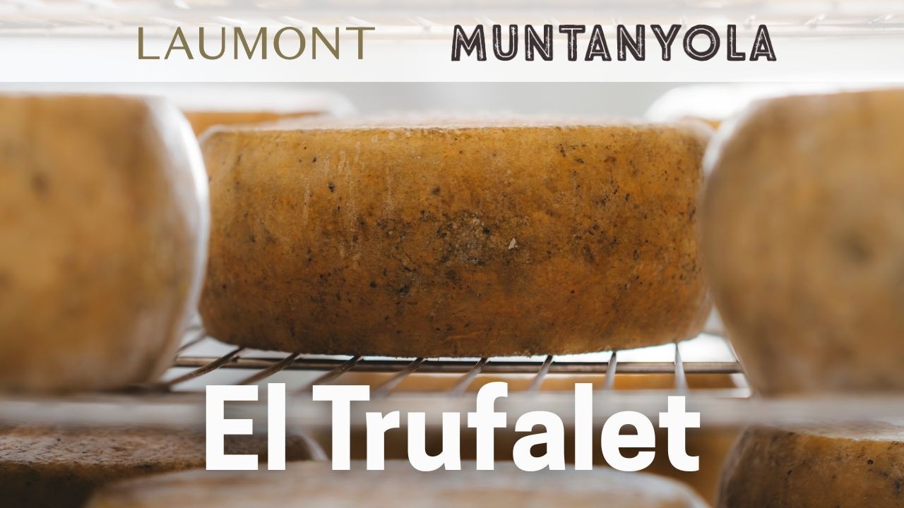 Com s’elabora el Trufalet, el formatge formatge de cabra trufat de Laumont i Formatges Muntanyola