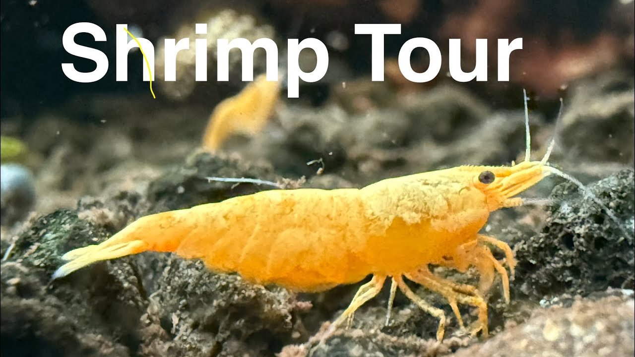 Neocaridina Shrimp Rack Tour