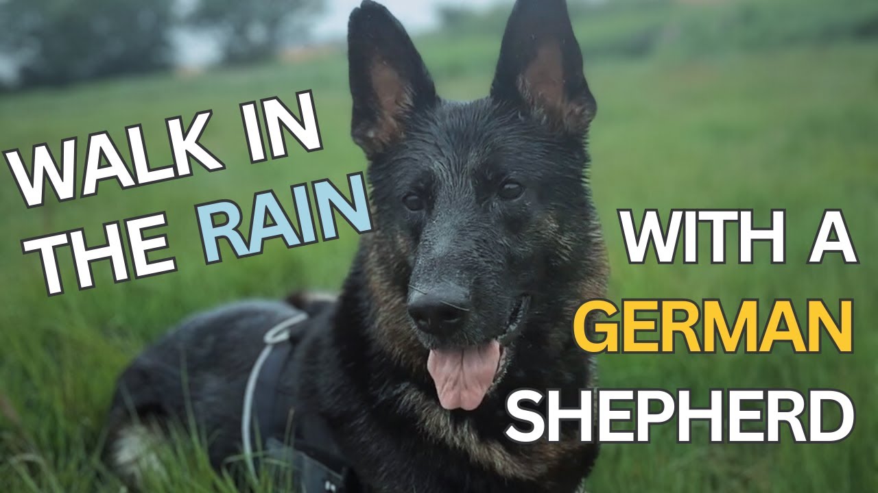 Walk in The Rain With a German Shepherd