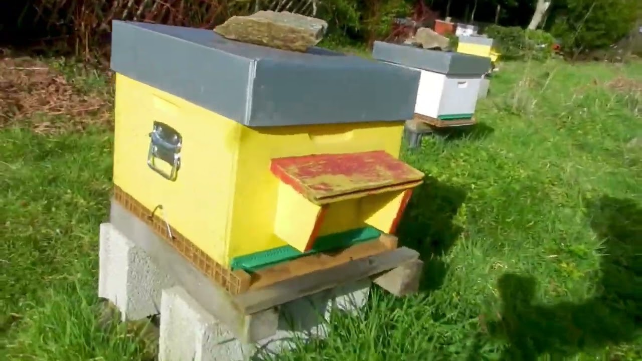 Pollen le 6 février Belle activité le réveil des abeilles d'hiver les ruches se réveillent