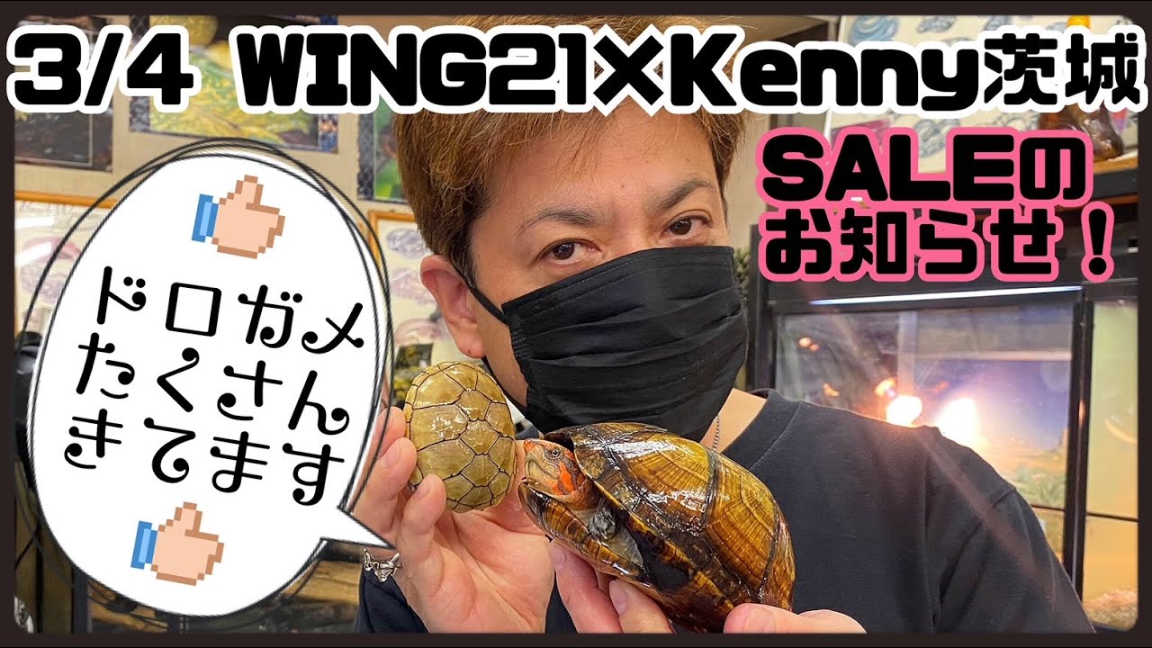 【Kenny茨城✖️WING21⚡️】宇宙規模🚀番外編【ミズガメいっぱいセール‼️】