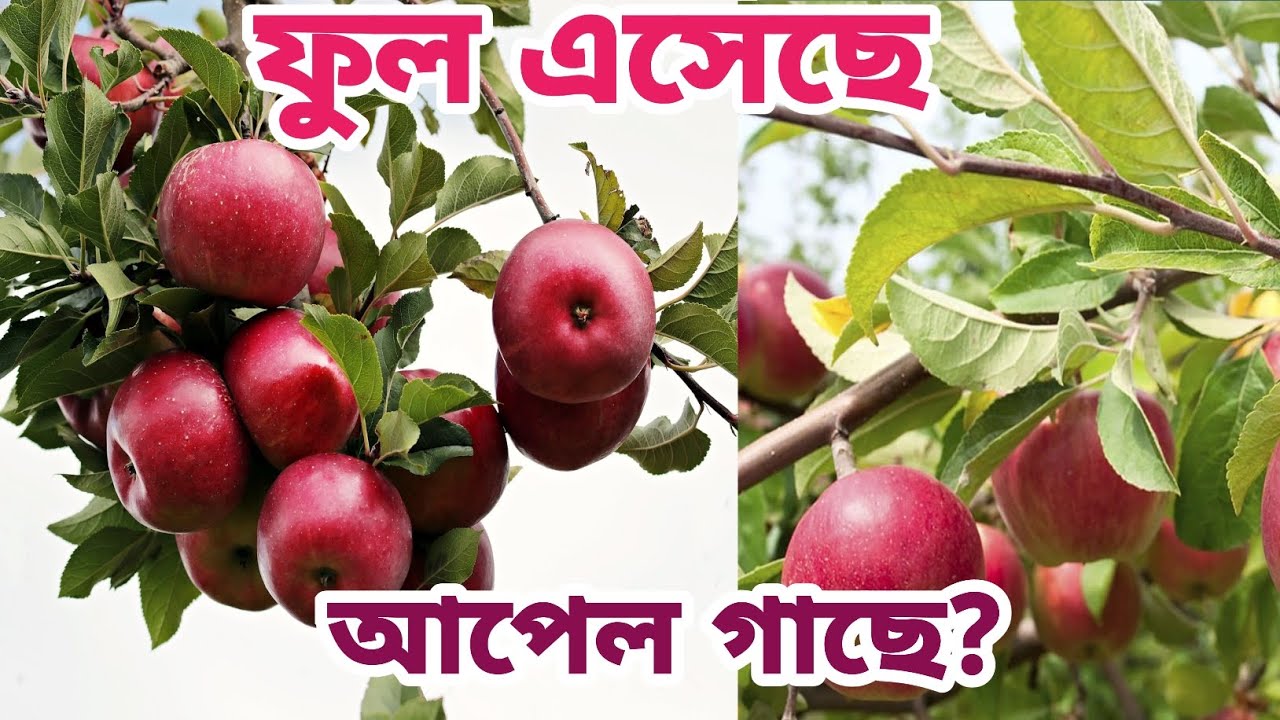 মার্চ এপ্রিল মাসে প্রচুর পরিমাণ আপেল ফুল আনতে চান তবে এখনই করুন এই পরিচর্যা। আপেল গাছের পরিচর্যা