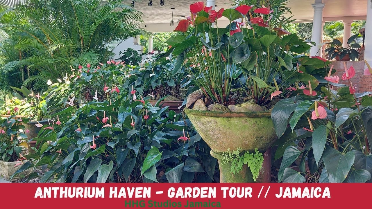 Anthurium Haven — Экскурсия по саду || ЯМАЙКА
