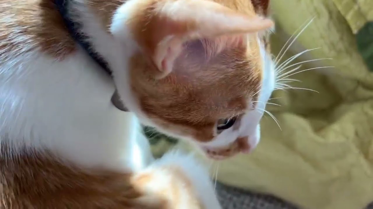 【保護猫】こたつを気に入っている子猫の信くん🐱＋ベッドの上の猫だまり