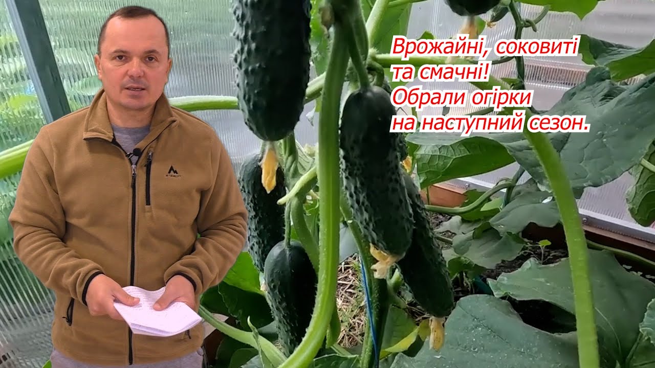 Ці огіркі я вже давно хотів виростити у себе на дачі!