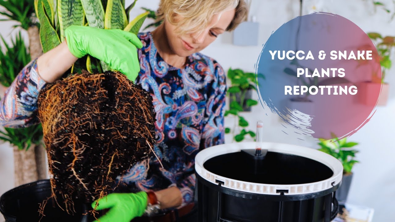 Repotting Yucca & Snake Plants - Watch Me Work 💪 🌿