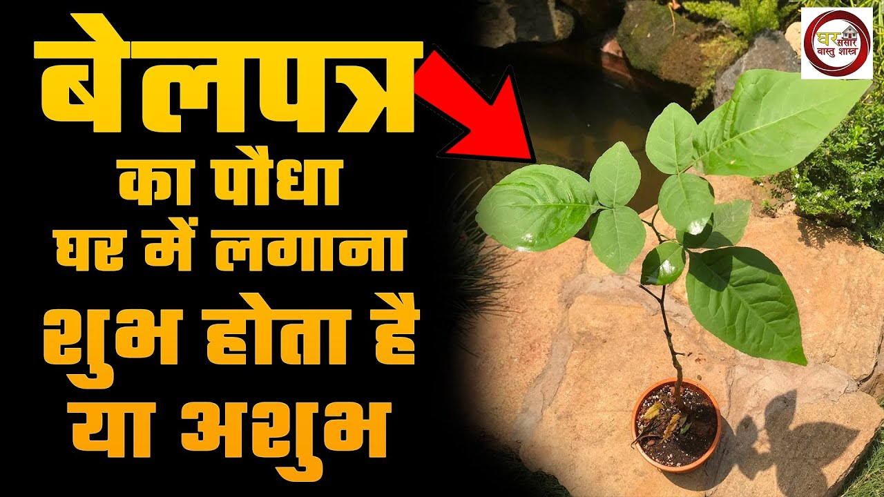 बेलपत्र का पौधा घर में लगाना शुभ होता है या अशुभ? जानिए