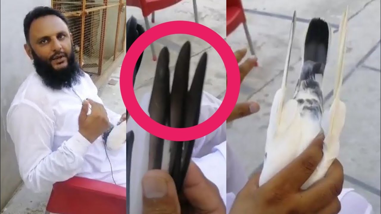 Information Pigeons Ustad Haji Imran Bakkar Mandi 1