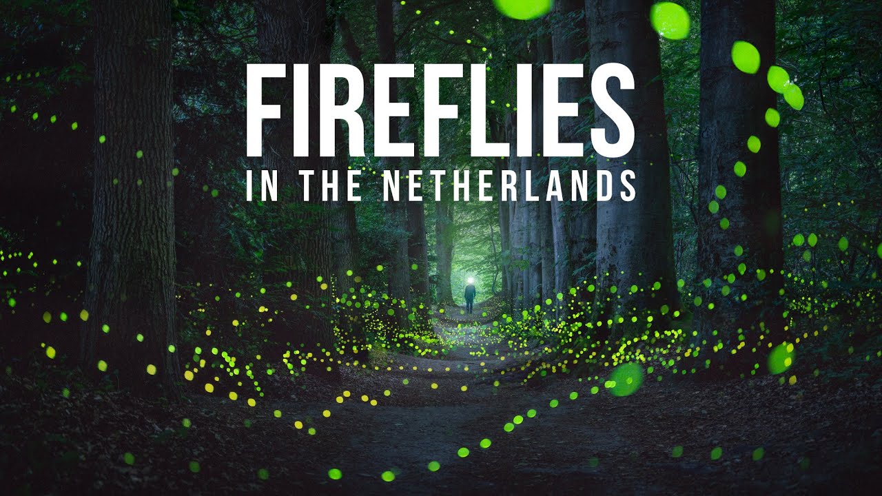 The Making Of 'A Forest Full of Fireflies'
