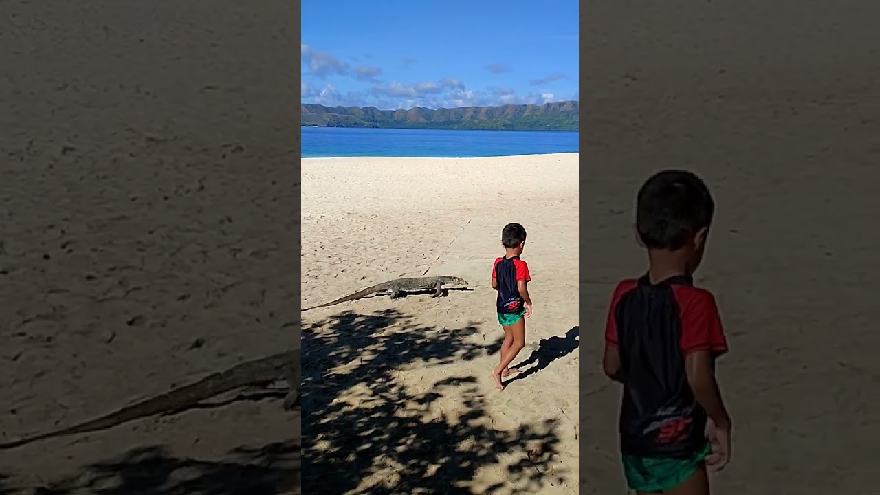 taking a walk with the monitor lizard in Palawan #philippines