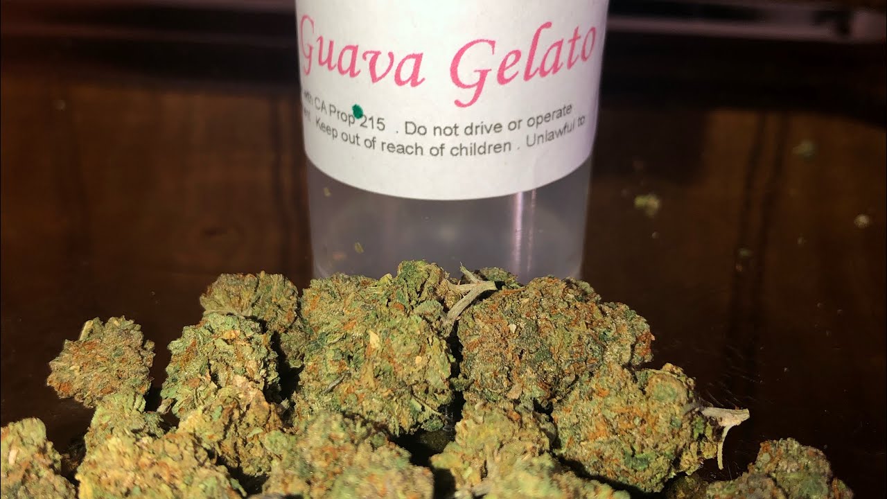 Guava Gelato Strain Review