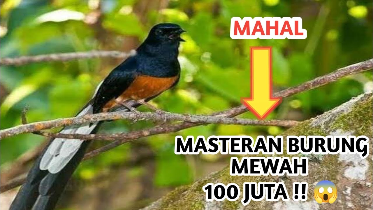 FULL MASTERAN MEWAH BURUNG MURAI TERMAHAL 😱 👏👏👏