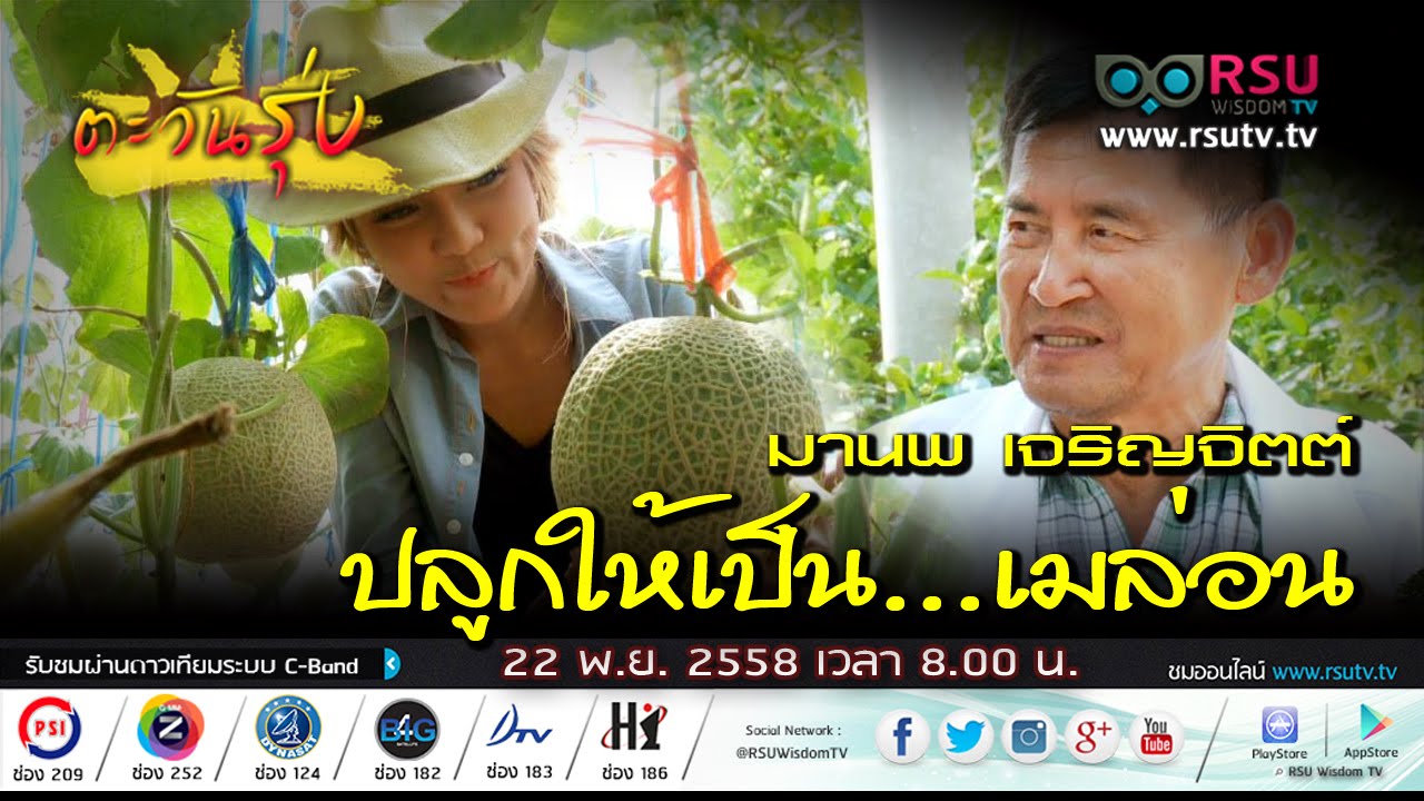 ตะวันรุ่ง : ปลูกให้เป็น...เมล่อน โดย คุณมานพ เจริญจิตต์